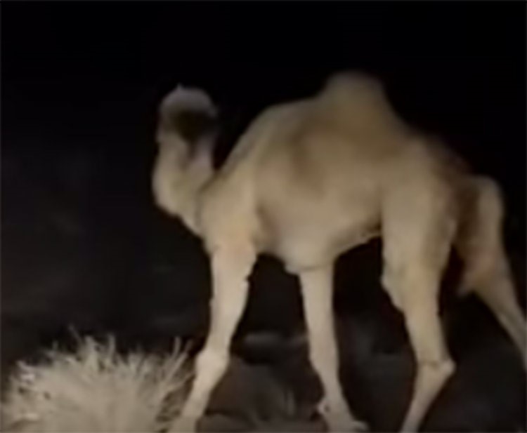 بالفيديو.. شبان يطلقون النار عدة مرات على رأس جمل... ليموت واقفاً !
