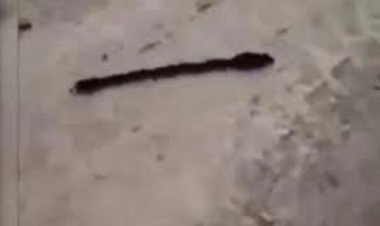 بالفيديو.. حيوان غريب له 32 قدماً و8 ذيول