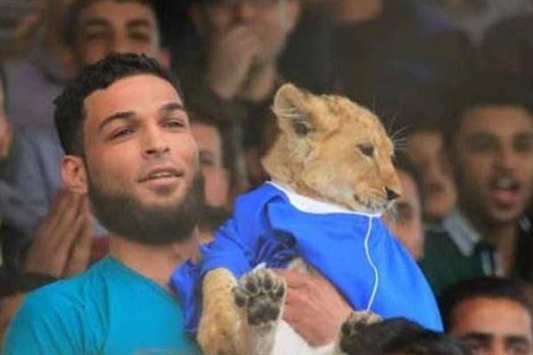 بالصور.. فلسطيني يصطحب أسداً لمشاهدة مباراة كرة قدم