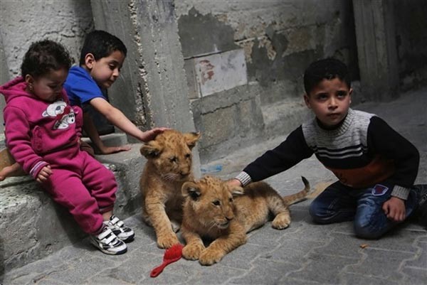 بالصور.. فلسطيني يصطحب أسداً لمشاهدة مباراة كرة قدم