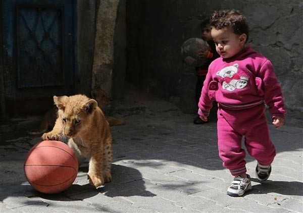 بالصور.. فلسطيني يصطحب أسداً لمشاهدة مباراة كرة قدم