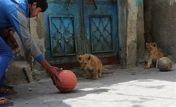 بالصور.. فلسطيني يصطحب أسداً لمشاهدة مباراة كرة قدم