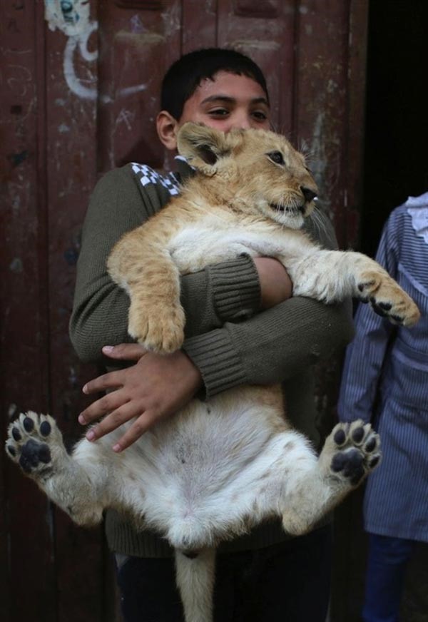 بالصور.. فلسطيني يصطحب أسداً لمشاهدة مباراة كرة قدم