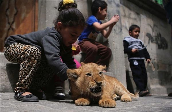 بالصور.. فلسطيني يصطحب أسداً لمشاهدة مباراة كرة قدم