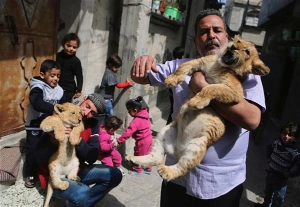 بالصور.. فلسطيني يصطحب أسداً لمشاهدة مباراة كرة قدم
