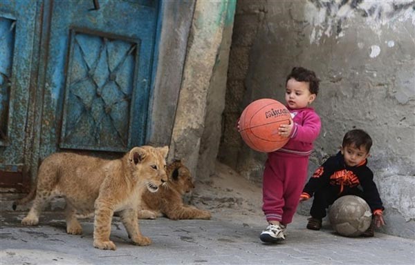 بالصور.. فلسطيني يصطحب أسداً لمشاهدة مباراة كرة قدم