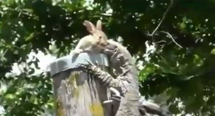 بالفيديو.. سحلية تلتهم أرنباً حياً خلال ثوان معدودة