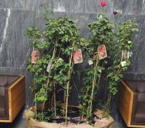﻿جانب من النباتات الاندلسية خلال المعرض هاني عبدالله﻿