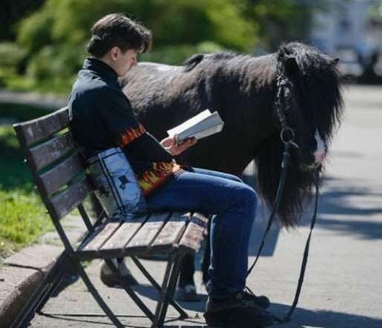 حصان PONY