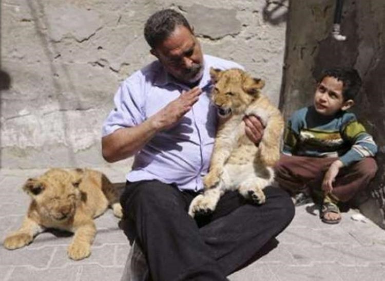 الاسود الصغيرة
