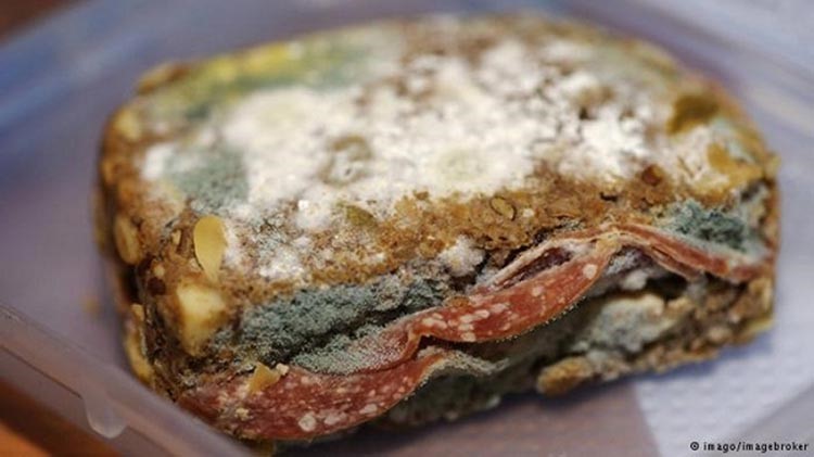 خبز كهذا وقد نما عليه فطر يمثل خطرا كبيرا على الصحة، كما ان الفطر الموجود في بعض انواع الجبن قد يتسبب في الاصابة بالحساسية