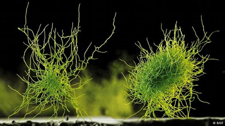 هذا النوع من الفطيرات Aspergillus nigers يكون انزيمات تفتت الكربوهيدرات والدهون والبروتينات، فيتم استخدامها في المنتجات الغذائية ومساحيق الغسيل