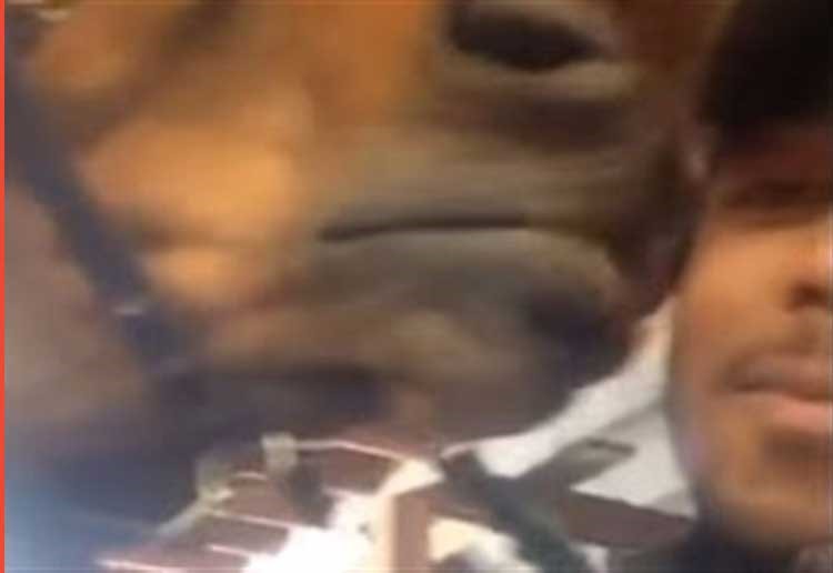 بالفيديو.. حصان يفاجئ صاحبه بـ "قبلة" خلال صورة سيلفي