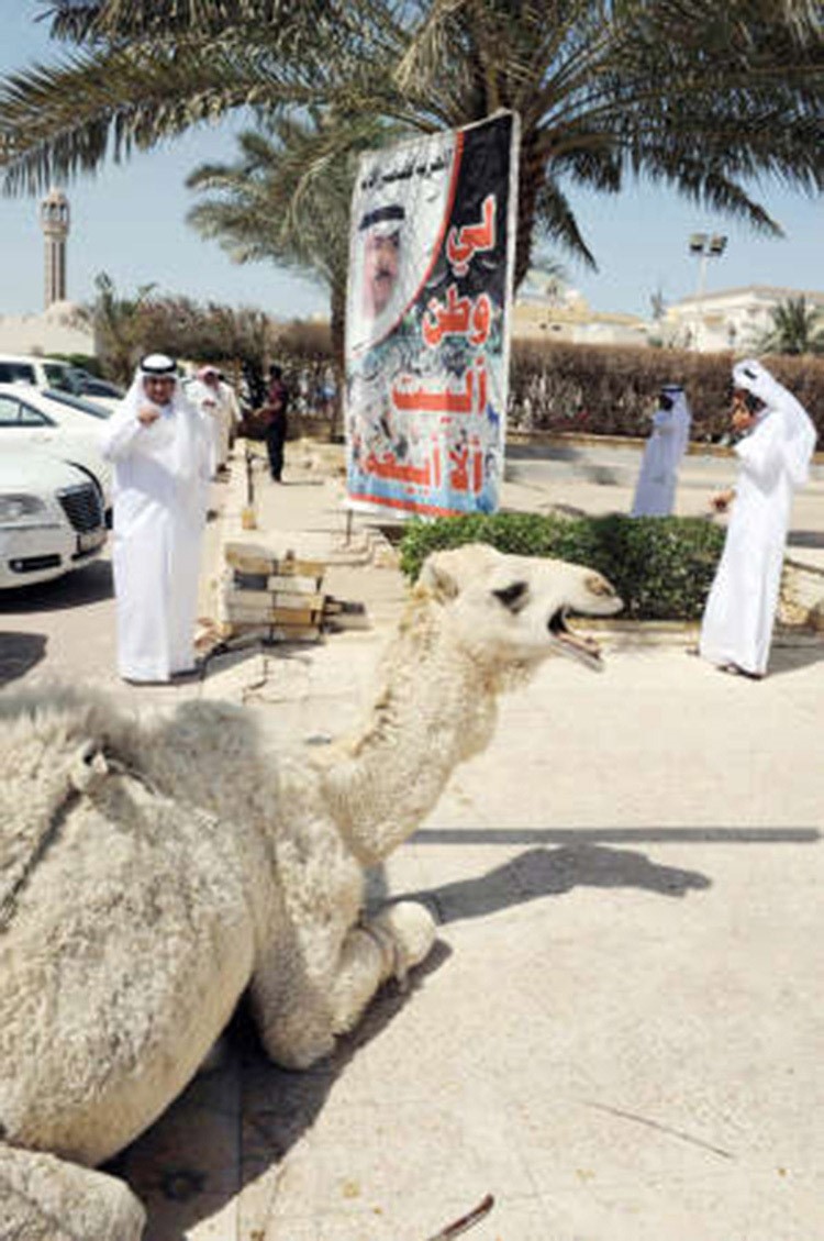قعود امام ديوان البراك
