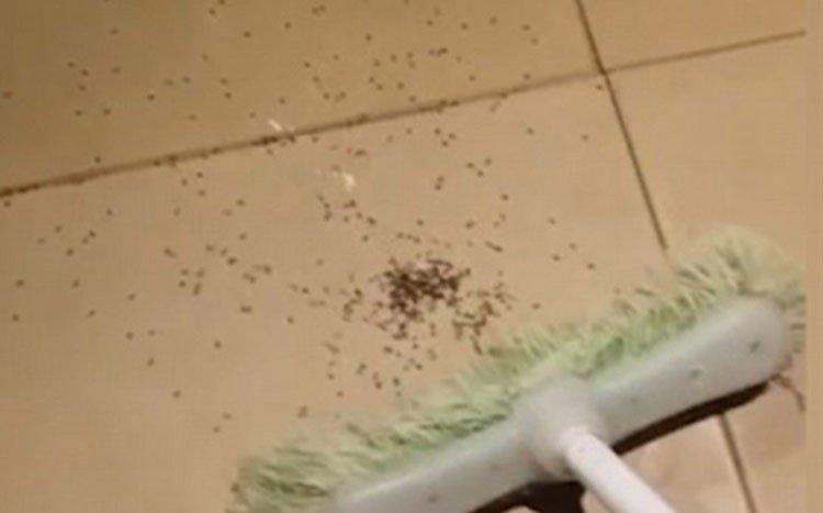 بالفيديو.. رجل يقتل انثى عنكبوت ضخمة فيتفاجأ بخروج مئات العناكب الصغيرة منها