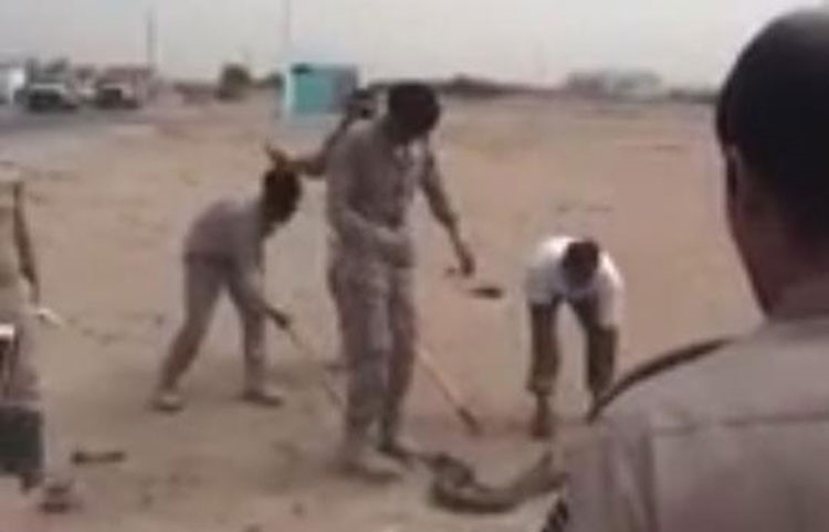 بالفيديو.. جنود سعوديون يصطادون ثعبانا عملاقا