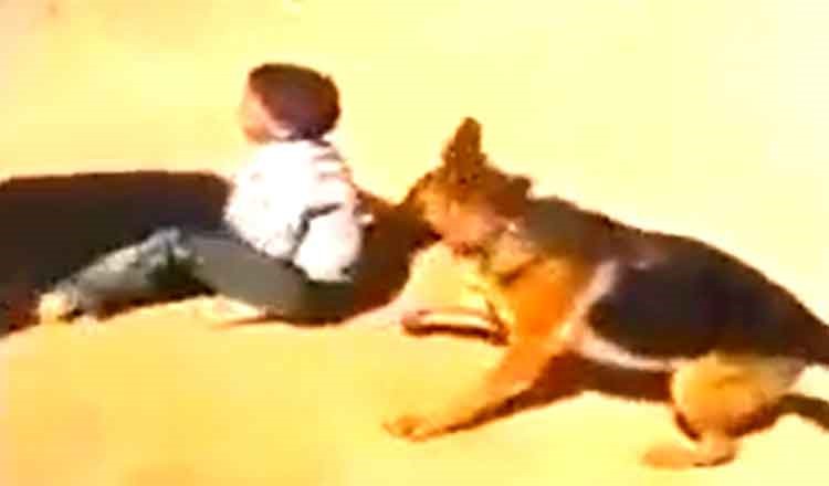 فيديو صادم.. تعذيب طفل جزائري باطلاق كلب مفترس عليه
