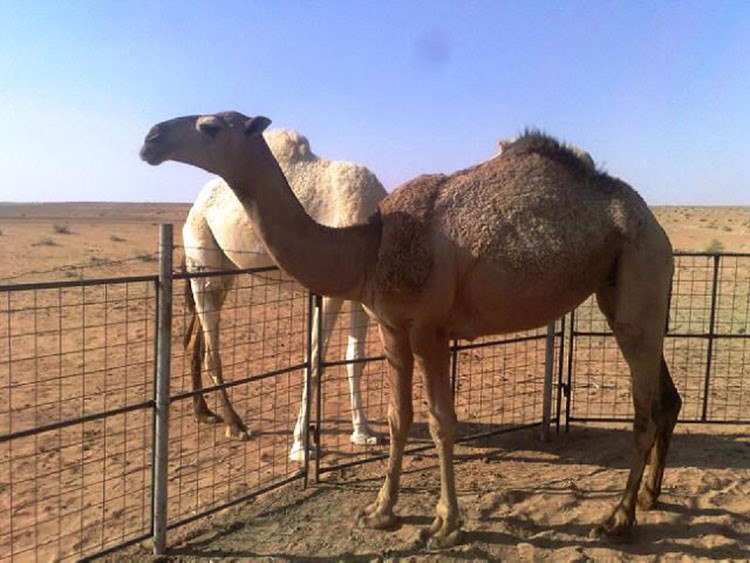 حليب الإبل.. حل سحري لمرضى الحساسية؟