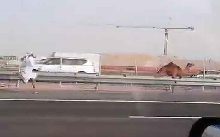 بالفيديو.. مطاردة جمل هارب على طريق سريع في أبوظبي