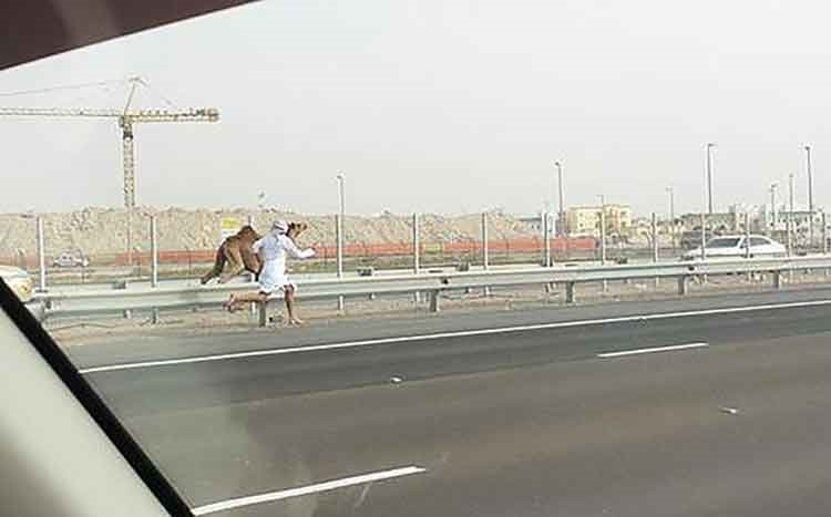 بالفيديو.. مطاردة جمل هارب على طريق سريع في أبوظبي
