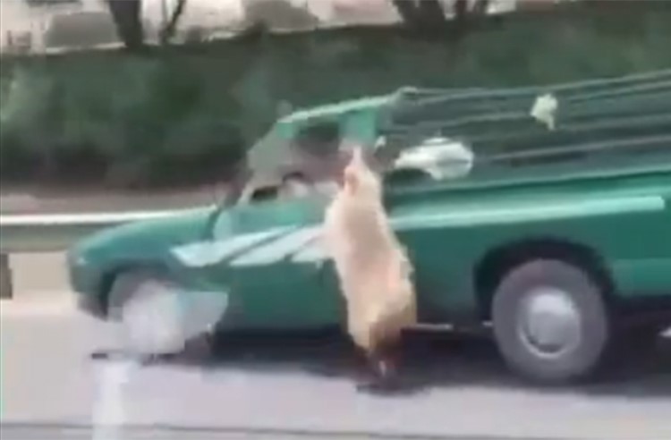 بالفيديو.. خروف يقفز من "وانيت" على طريق سريع في الكويت