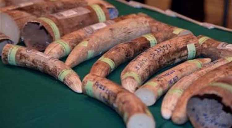 فيتنام: ضبط رجلين بحوزتهما قرون وحيد القرن بمليون دولار 