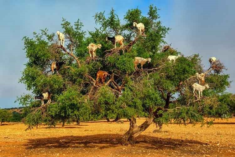 بالصور.. الماعز المتسلقة للشجر في المغرب