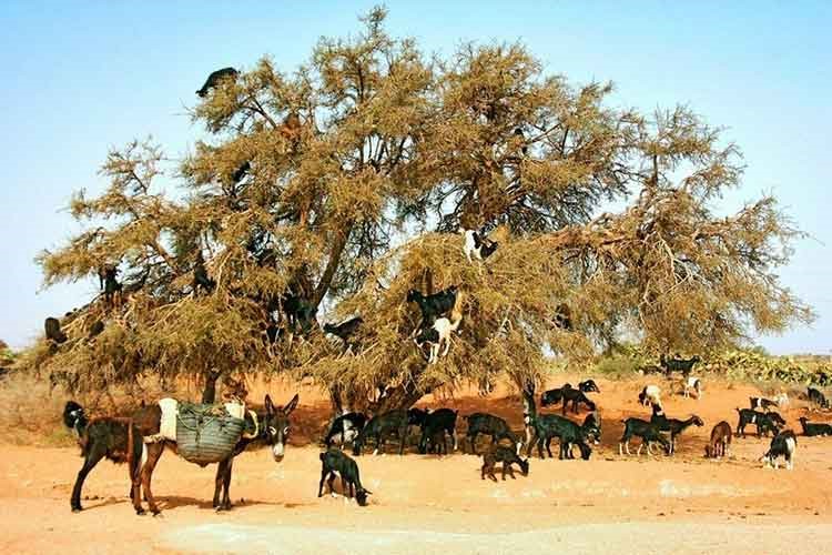 بالصور.. الماعز المتسلقة للشجر في المغرب