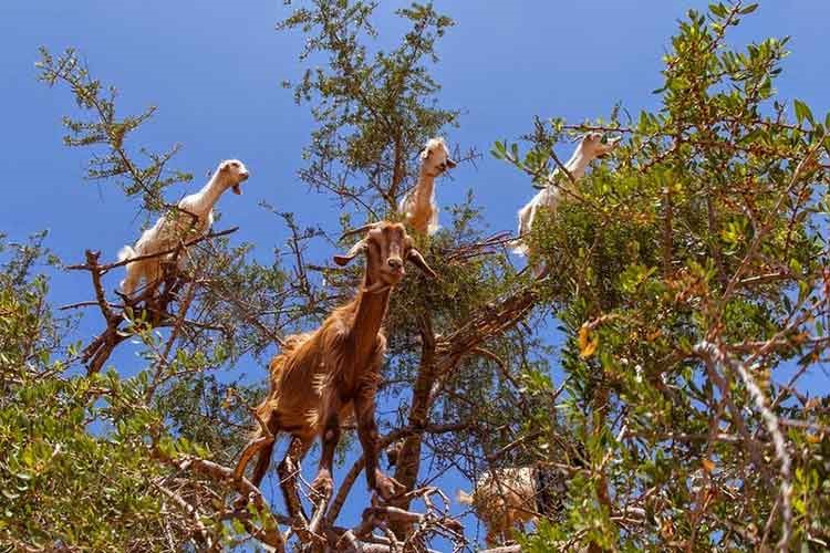 بالصور.. الماعز المتسلقة للشجر في المغرب