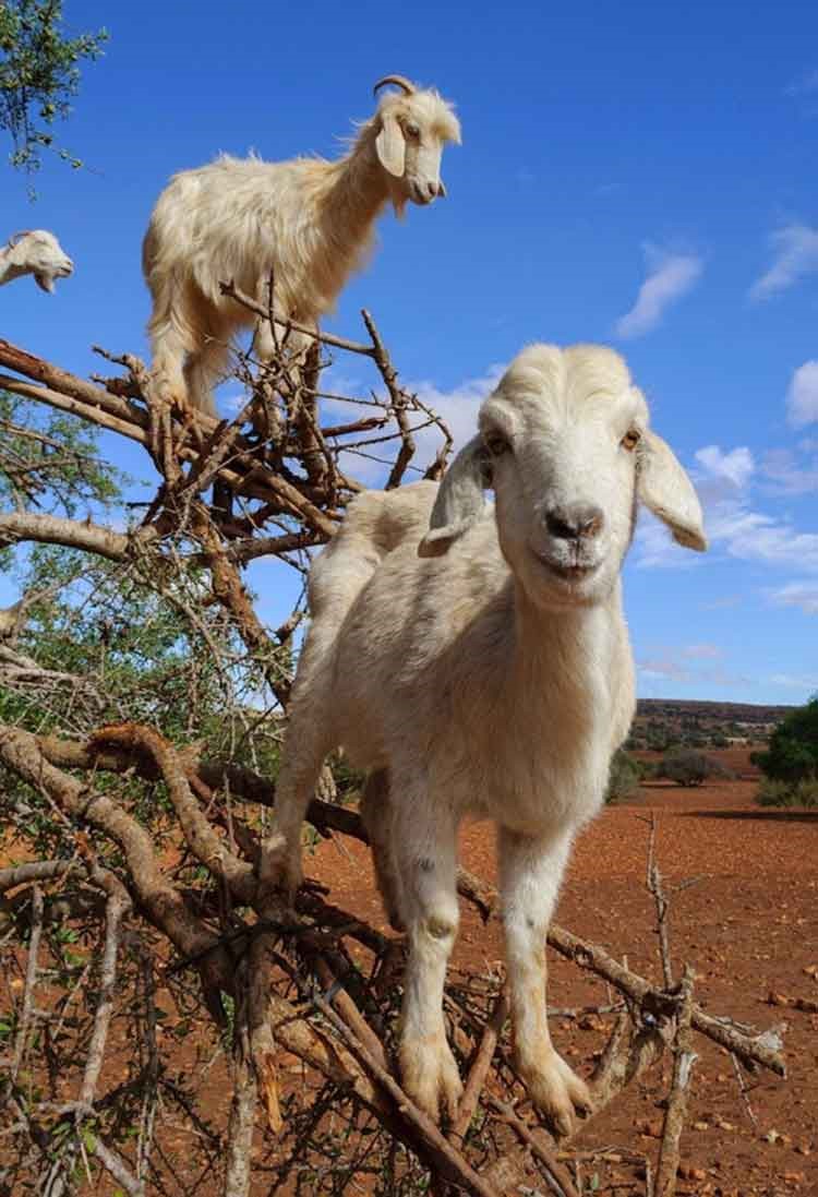 بالصور.. الماعز المتسلقة للشجر في المغرب