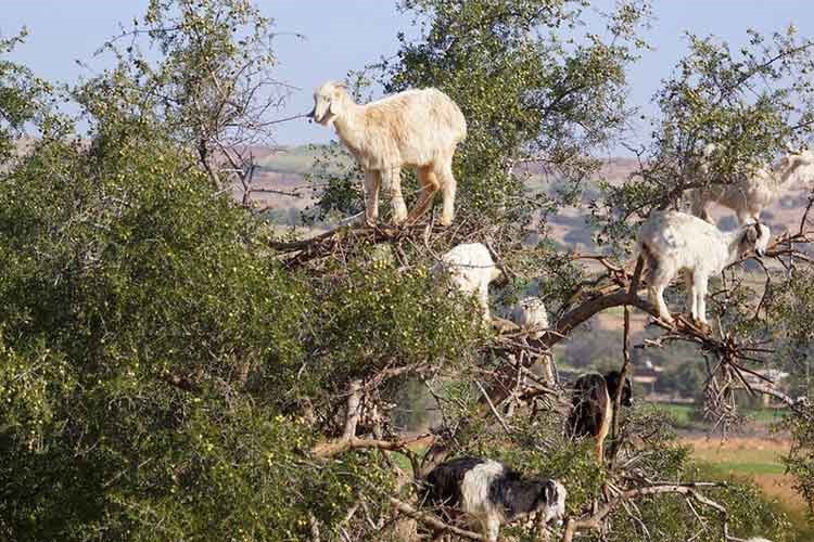 بالصور.. الماعز المتسلقة للشجر في المغرب