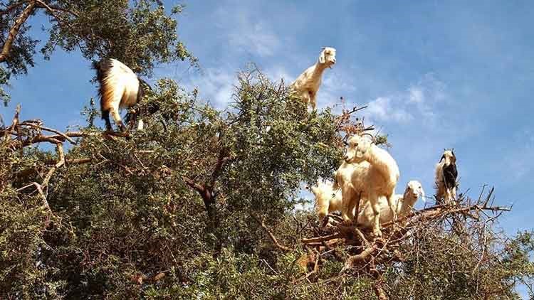 بالصور.. الماعز المتسلقة للشجر في المغرب