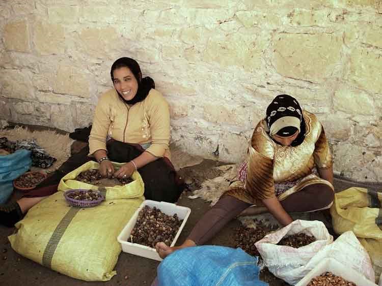 بالصور.. الماعز المتسلقة للشجر في المغرب