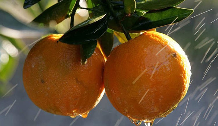 البرتقال تحتوي حبة البرتقال على 4 غرامات من الالياف، وحامض الفلافونويد وحوالي 86 سعرة حرارية، وتشير احدى الدراسات الى ان البرتقال يعمل على تليين المعدة ويساعد في علاج الامساك