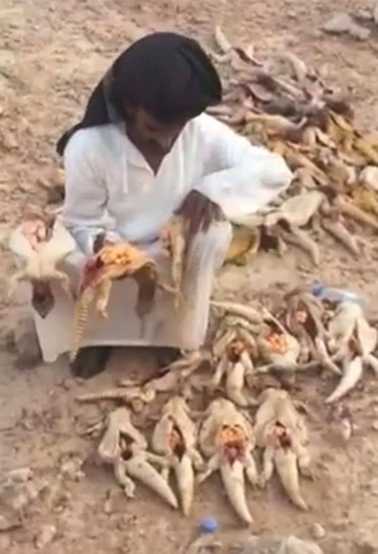 بالفيديو.. خليجي يصيد عشرات من إناث "الضبان" فيبقر بطونها ويستخرج بيوضها