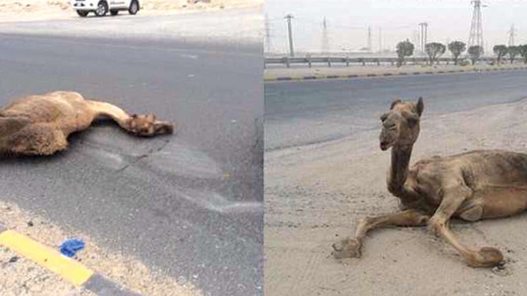 الناقة النافقة جراء الحادث﻿