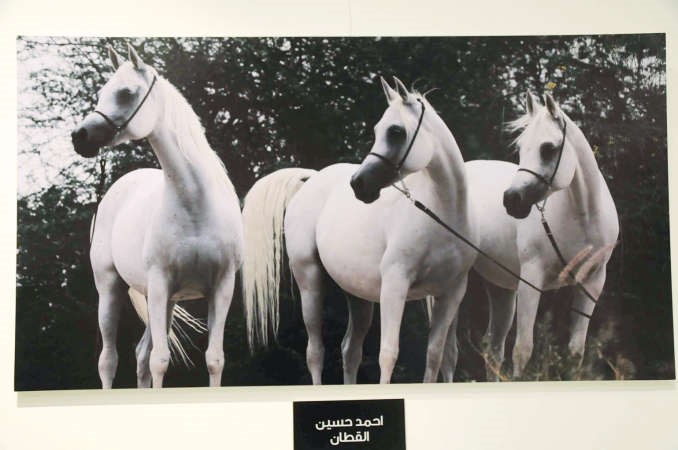 لقطة توضح جمال الخيول العربية للمصور احمد القطان