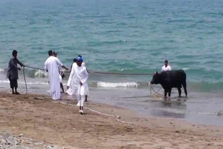 بالفيديو.. ثور هائج يعطل المرور 5 ساعات في منطقة بالإمارات