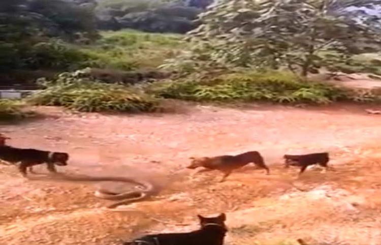 بالفيديو .. مواجهة قوية بين كلاب وأفعى الكوبرا الضخمة