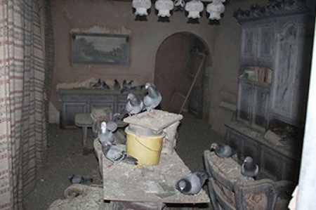 توقيف نمساوي أهمل في تربية مئات الحمام بمنزله