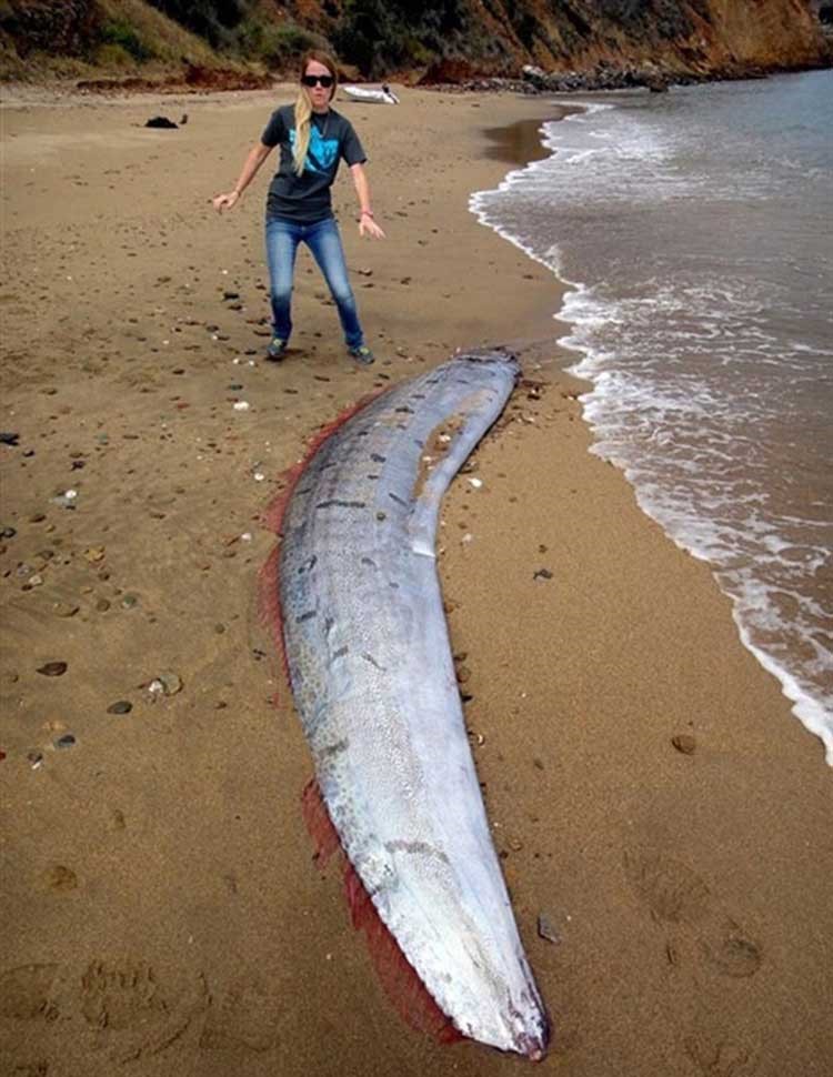 بالصور.. العثور على أغرب سمكة ثعبان البحر بكاليفورنيا