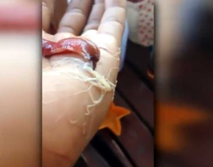 بالفيديو.. دودة غريبة تقذف شبكة من فمها في تايلند