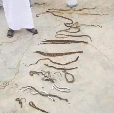 بالصور.. هجوم 50 ثعباناً على رجال الإطفاء أثناء حريق