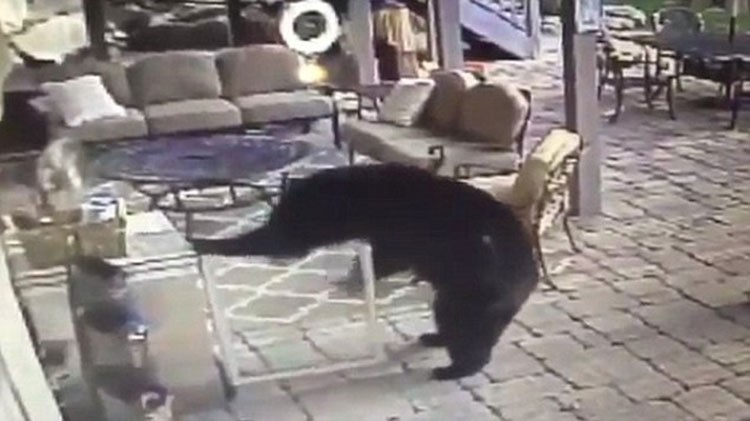 بالفيديو.. أنثى دب تسرق زجاجتي شراب من ثلاجة عائلة أمريكية