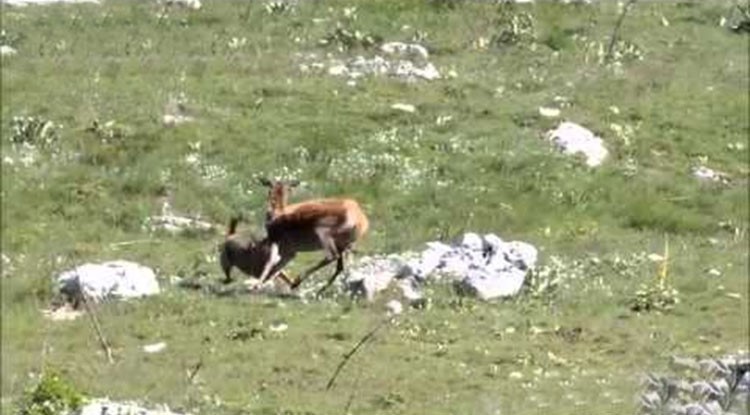 بالفيديو.. غريزة الأم لدى أنثى غزال تتصدى لذئب مفترس هاجم صغيرها