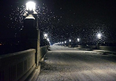 بالصور.. أسراب من ذباب مايو تتسبب في إغلاق جسر بأمريكا