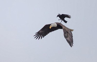 بالصور.. غراب يهبط على ظهر نسر في الهواء في مشهد نادر