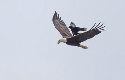 بالصور.. غراب يهبط على ظهر نسر في الهواء في مشهد نادر