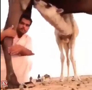 بالفيديو.. ماذا حدث لشاب خليجي  اراد التقاط صورة وهو يعانق قدم جمل