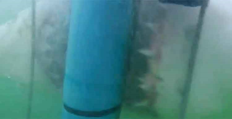 بالفيديو.. لحظات رعب حقيقية لغواصين هاجمهم قرش ابيض داخل قفص حماية